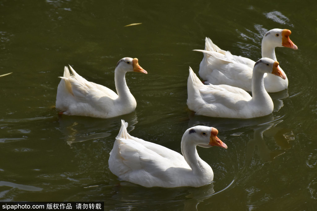 大白鹅齐聚莲花池公园