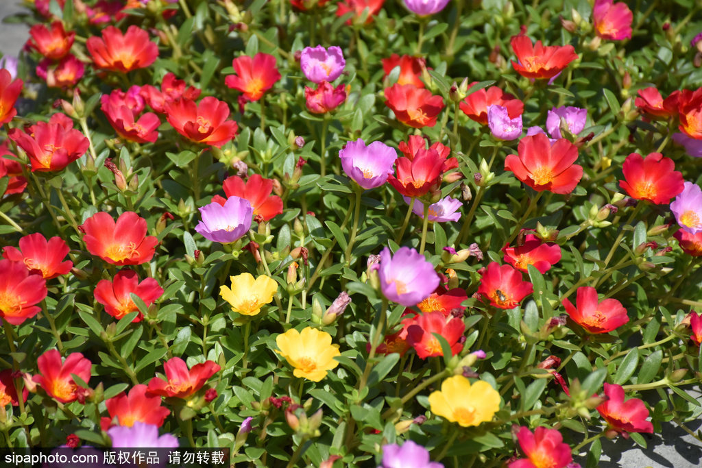 莲花池公园野花绚烂绽放