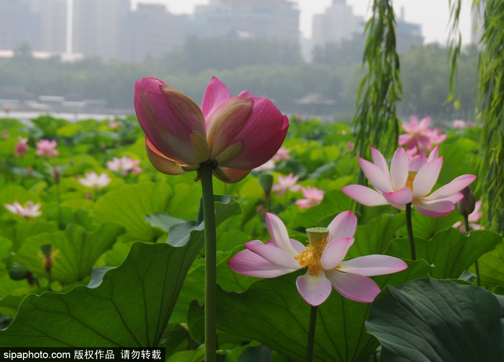 莲花池稀有“并蒂莲“含苞欲放引关注