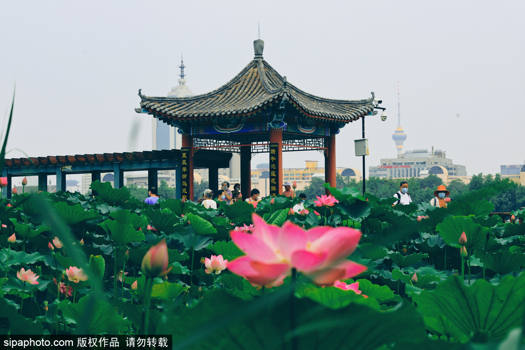 北京：夏天的美好就在雨后的赏荷