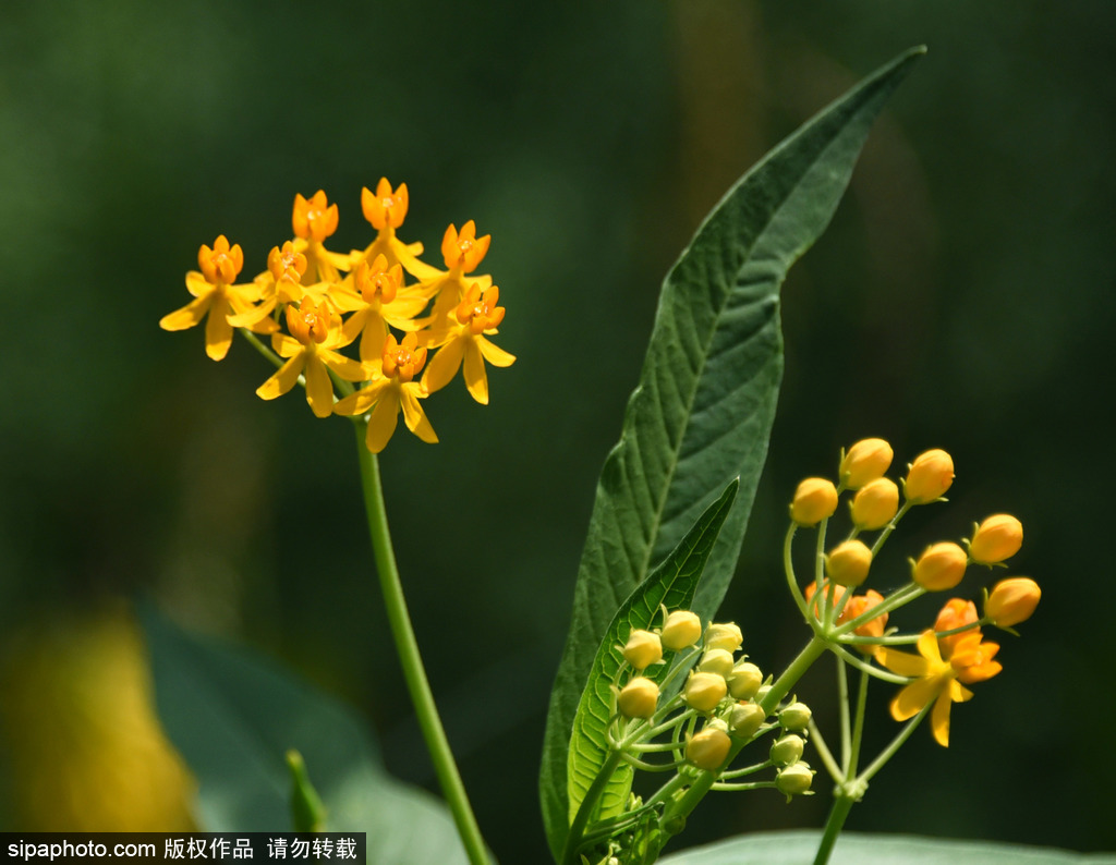 金色马利筋花盛夏绽放惹人醉