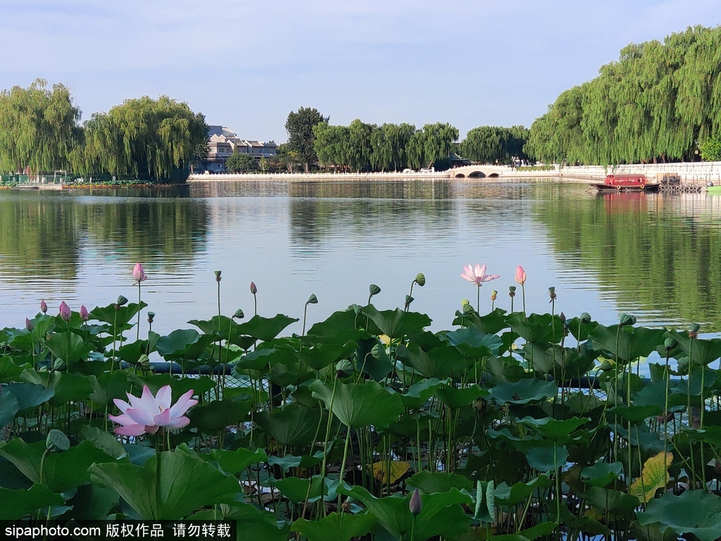 什刹海荷花市场夏意正浓