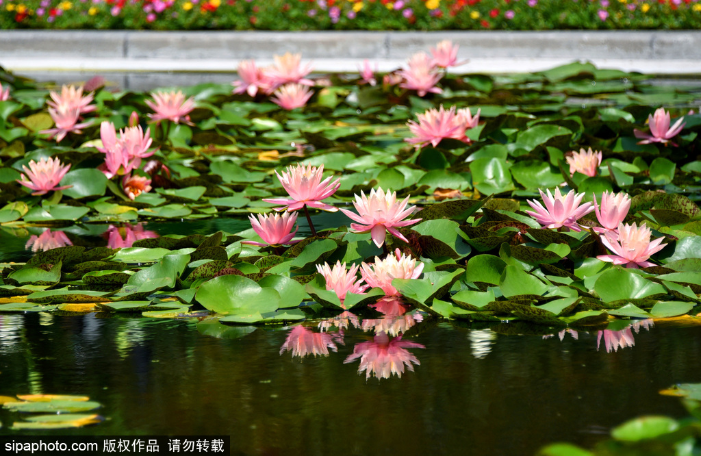 北京莲花池“睡美人”绚丽绽放惹人醉