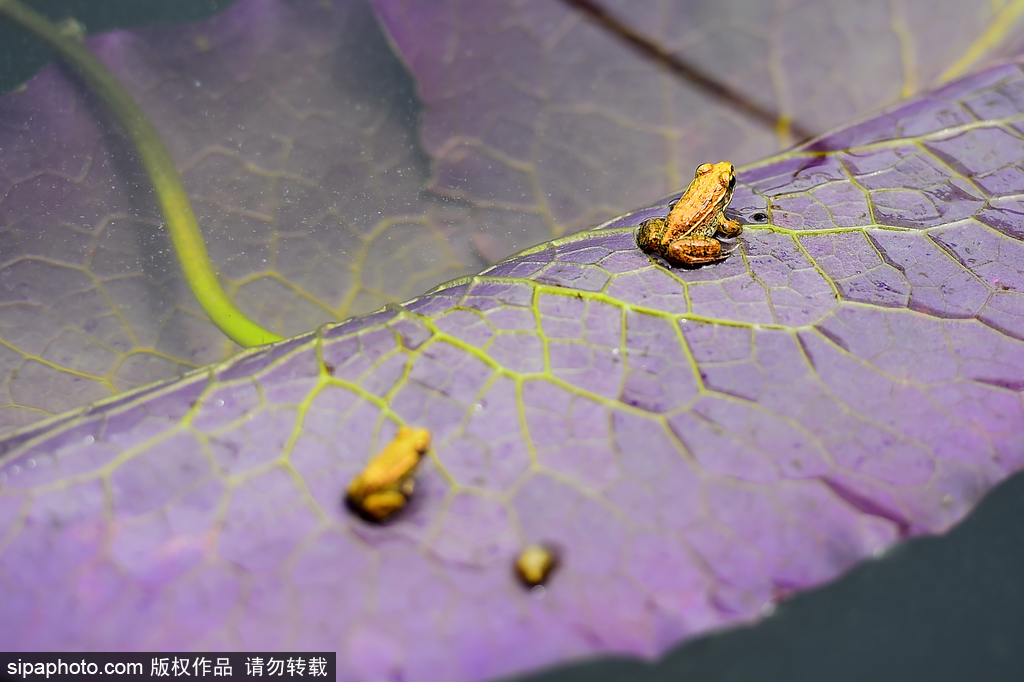 北京植物园：睡莲、王莲盛开