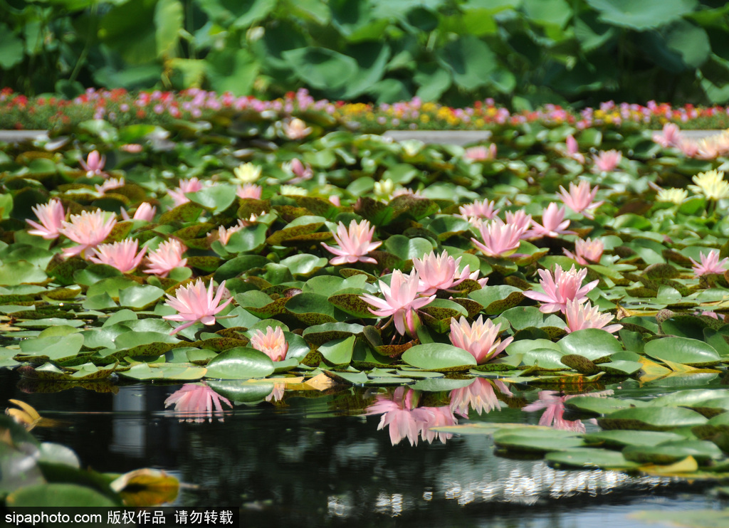 莲花池睡莲盛开，艳丽妩媚惹人醉