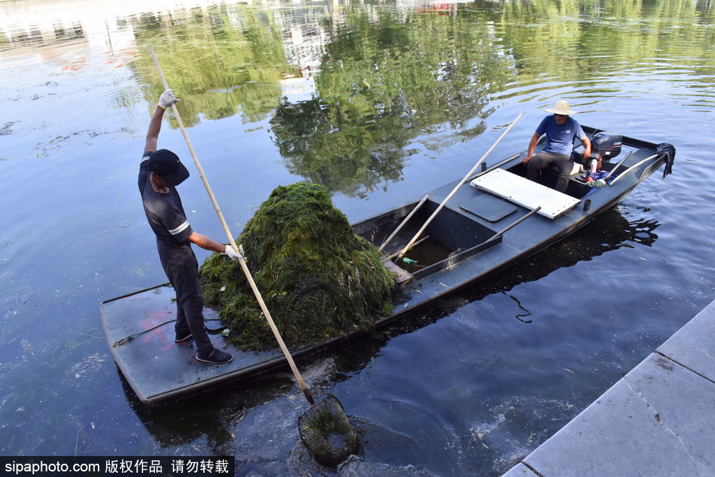 炎炎夏日工人什刹海清理河道水草