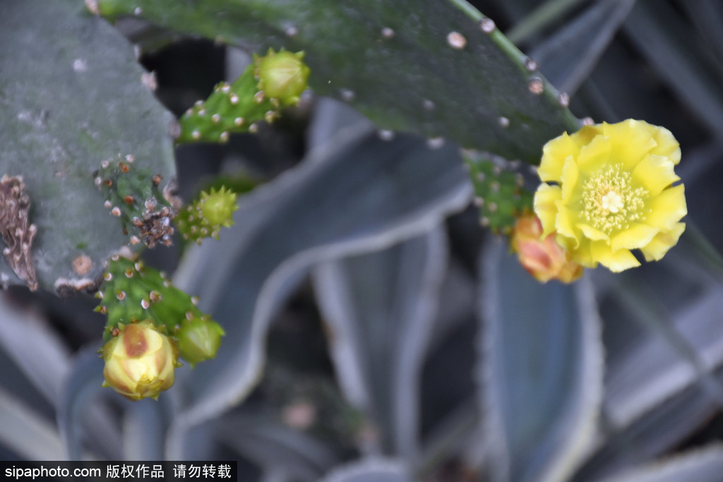 中科院北京植物园仙人掌“成精”长到3米高，造型独特花型