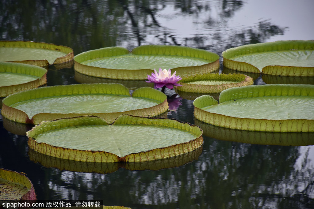 北京植物园王莲盛开进入最佳观赏期