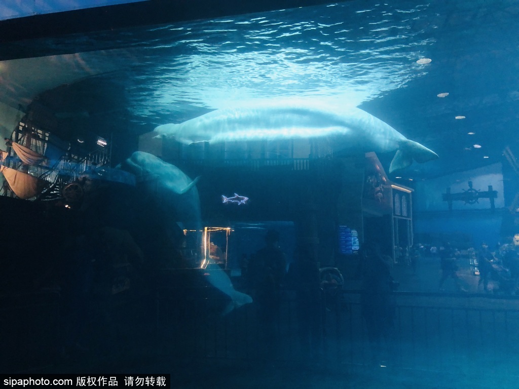 【携程攻略】北京北京海洋馆景点,值得带孩子过来玩！里面的海洋生物丰富，海豚海狮表演非常好，孩子很…