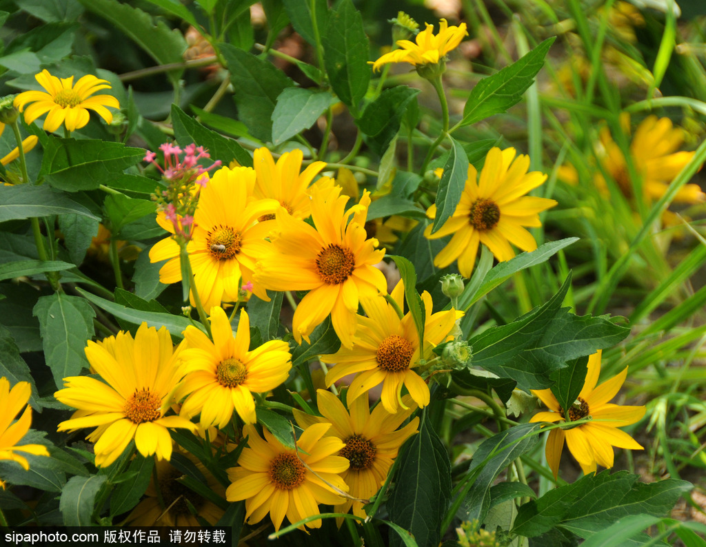 "立秋"时节，紫竹院野花绚烂绽放惹人醉