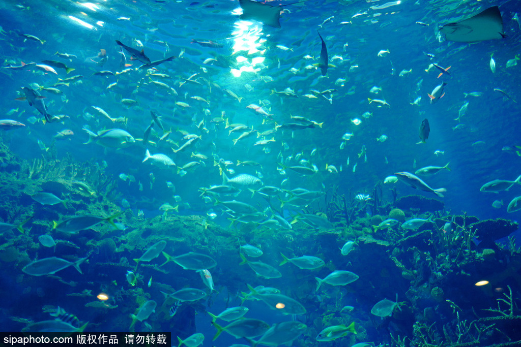 北京海洋馆：动物园里的海底世界