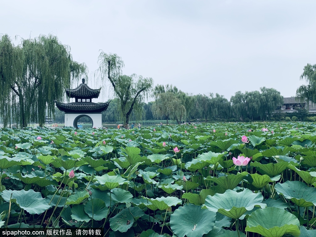 北京夏日最适合拍照的公园：陶然亭公园