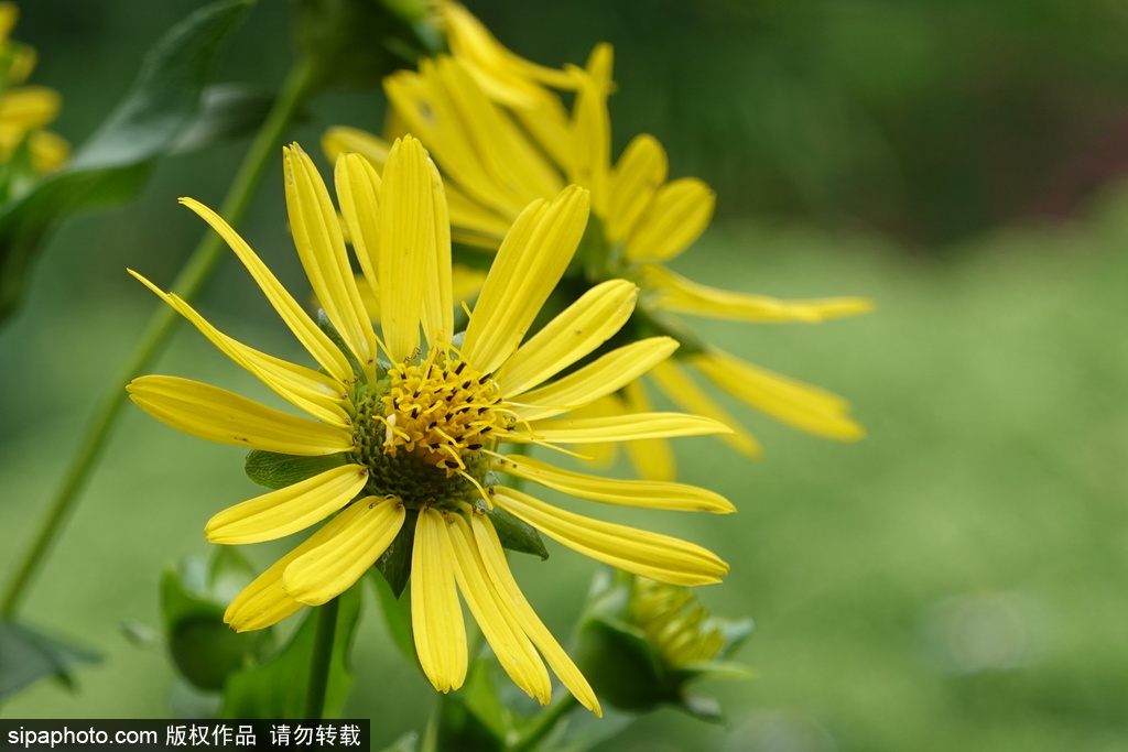 北京植物园：养眼松果菊，乘凉水杉林