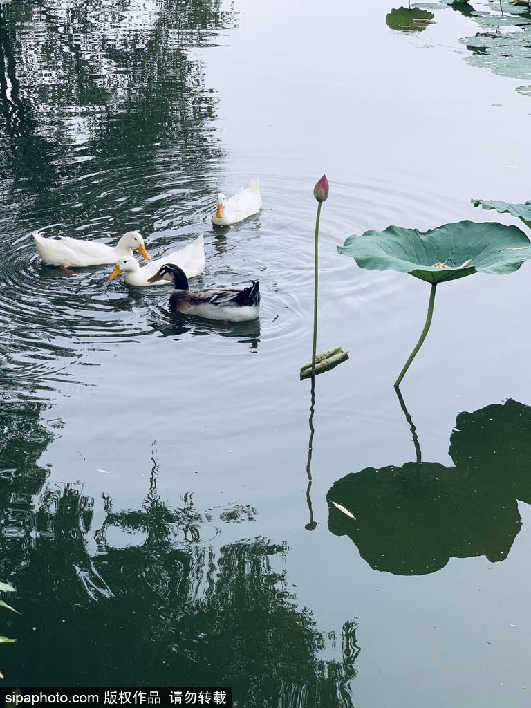 莲花池公园：在微雨中感受大自然的美