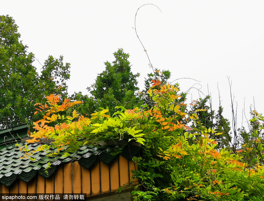 北京秋雨绵绵，绿草茵茵花更艳