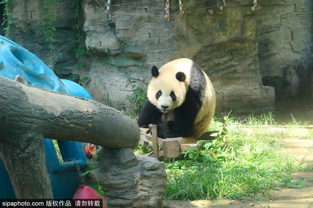 大熊猫沐浴秋光下嬉戏觅食