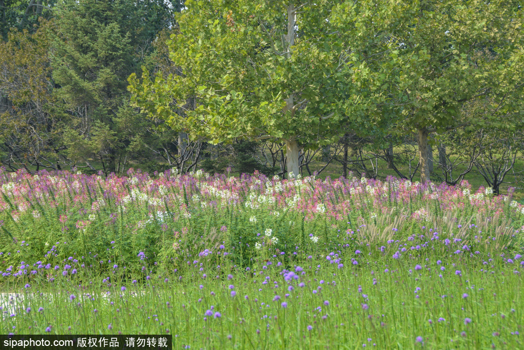 北京第十二届菊花文化节开幕