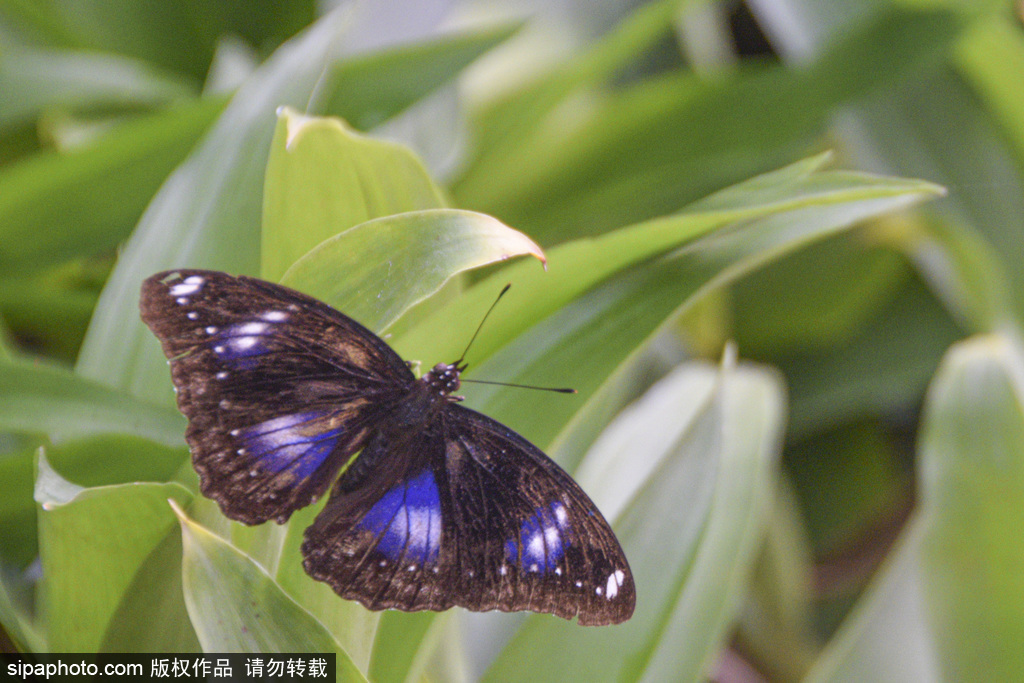 北京国际鲜花港的蝶·恋花馆