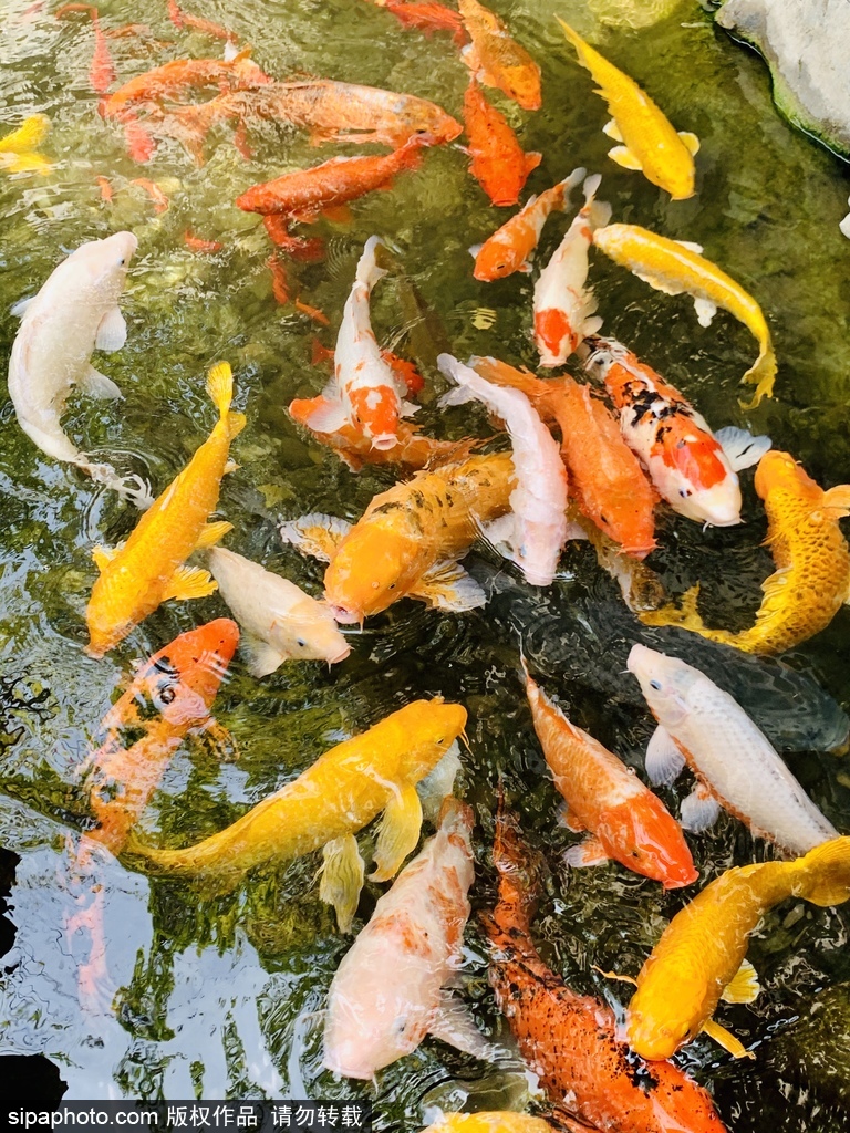 “木海观鱼”趣景重现中国园林博物馆