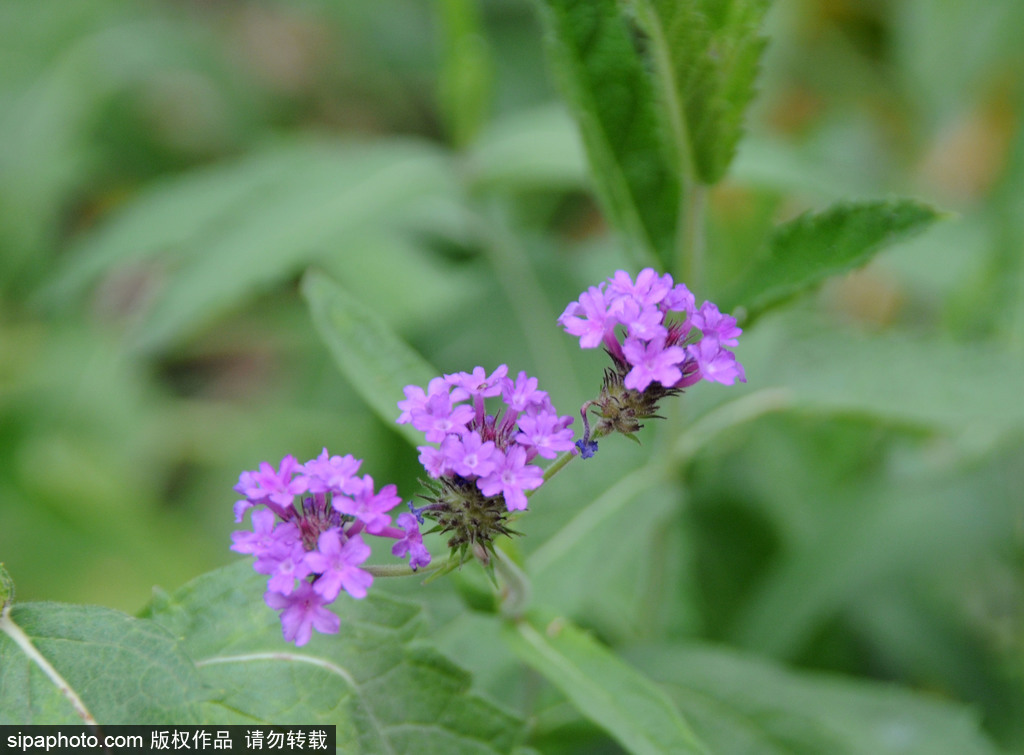 北京莲花池公园色彩斑斓