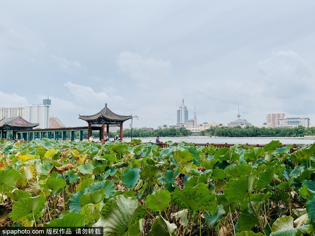 莲花池公园：初秋赏秋景