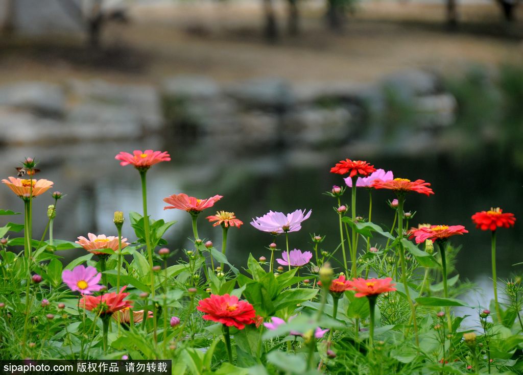 圆明园各色鲜花竞相绽放