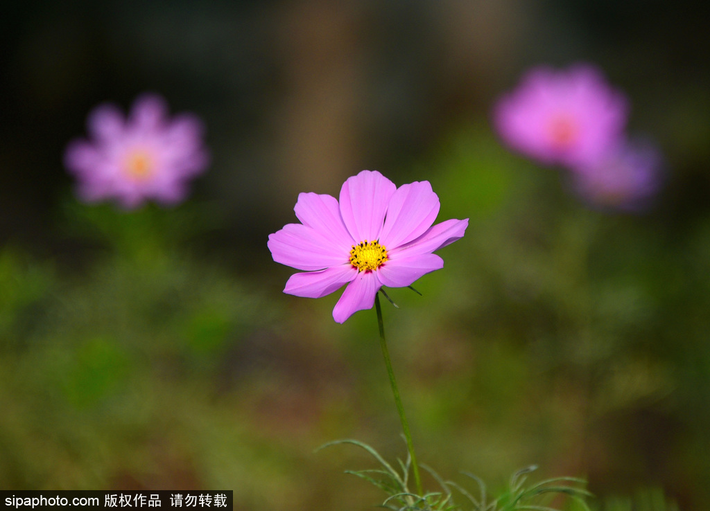 北京郊野小花绽放秋色美