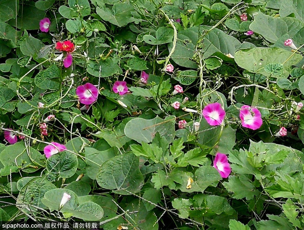 寒露节气，北京街头牵牛花绽放景致美