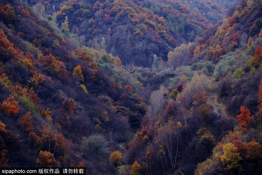 张家口：塞外山乡秋色如画