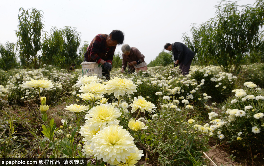 邯郸市：金秋乡村盛开“致富花”