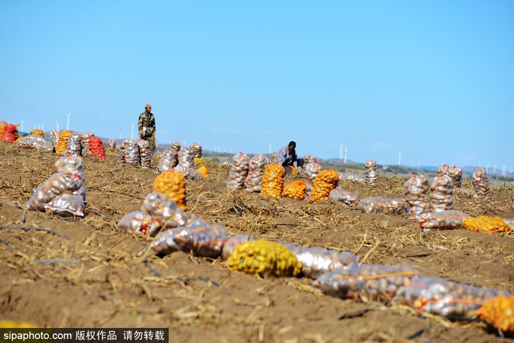 河北围场马铃薯喜获丰收年