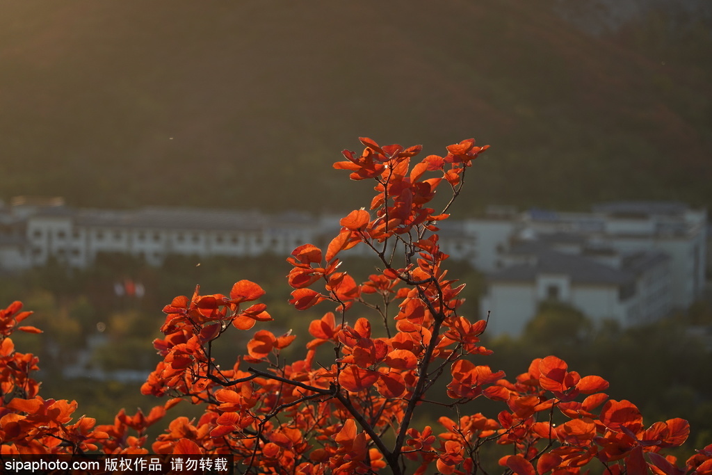 霜降时节的十三陵水库 叶子红了