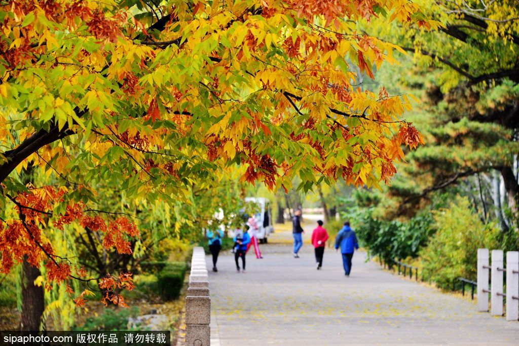 北京植物园呈现炫彩金秋景观