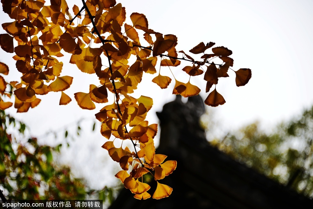 卧佛寺千年银杏树吸引游客打卡