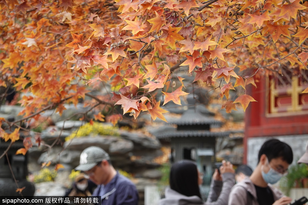 北京香山公园“网红”元宝枫换装 景色迷人