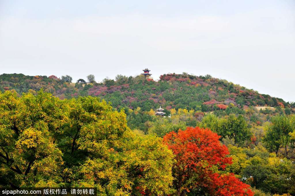 西山八大处进入秋景最佳观赏期