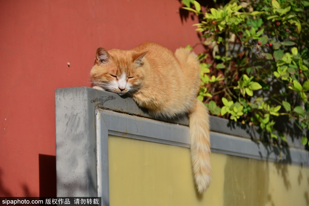 五塔寺大黄猫成网红猫