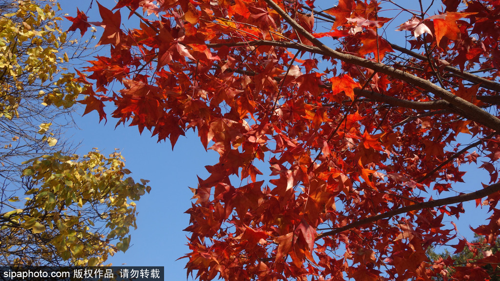 香山公园红叶