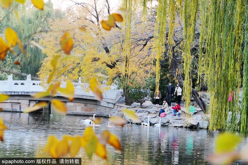 北京动物园黄了！赶紧来看看