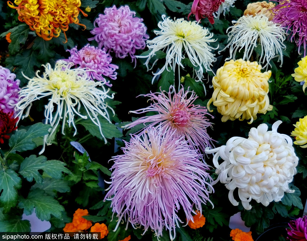 紫竹院：菊花飘香惹人醉