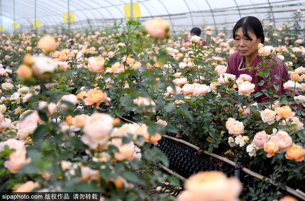 邯郸市：“芬芳产业”绽放致富花