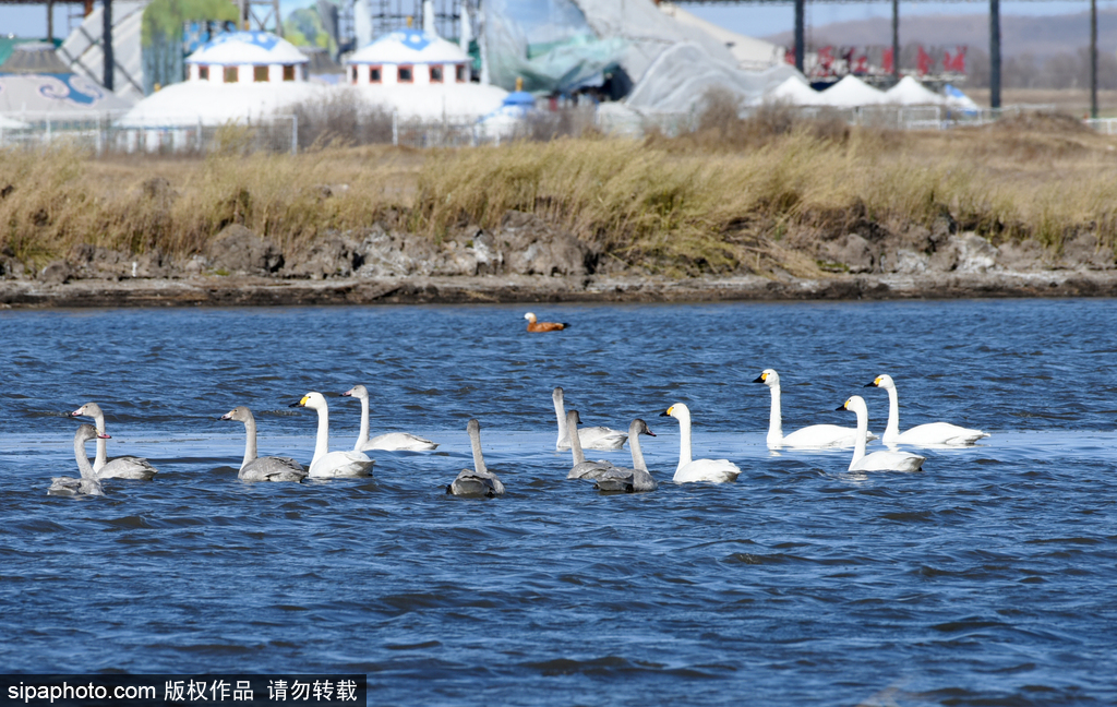 张家口：白天鹅舞动草原湿地