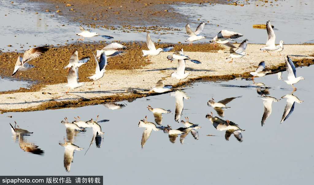 宣化：候鸟“打卡”工业重镇