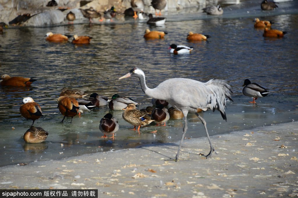 极寒天气使北京动物园变成“冻”物世界