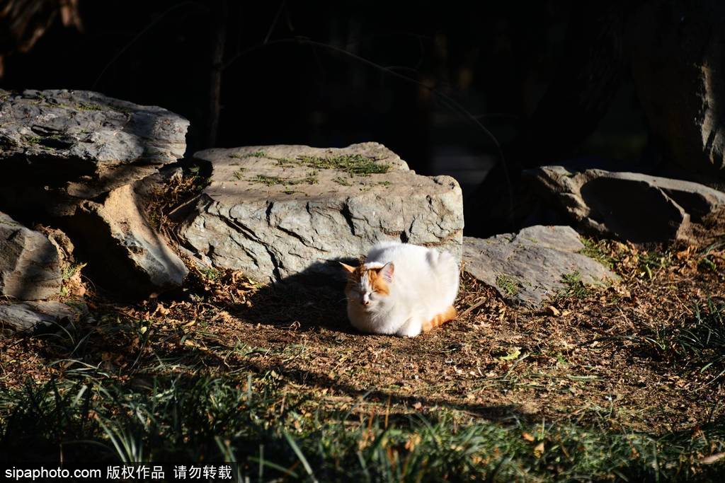 颐和园的流浪猫尽享冬日阳光