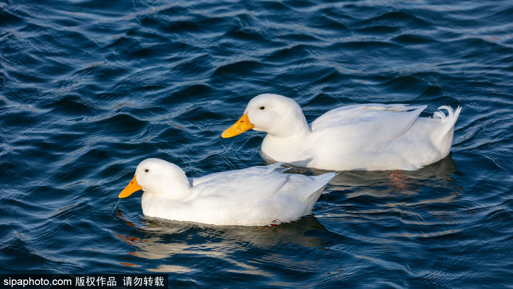 奥林匹克公园湿地野生动物