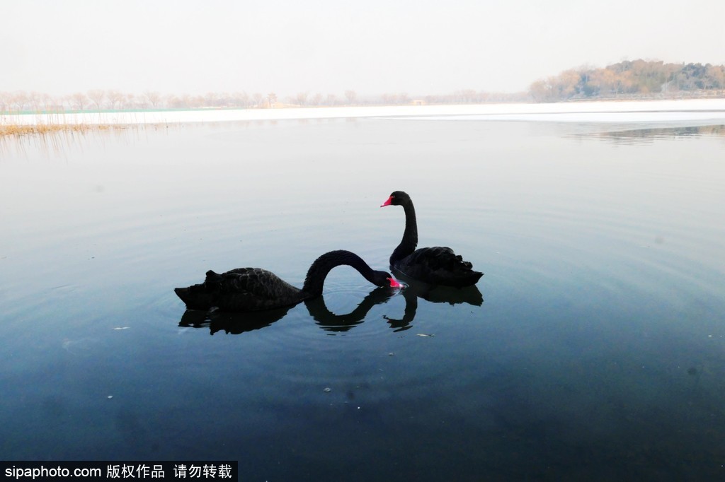 颐和园的“天鹅湖”