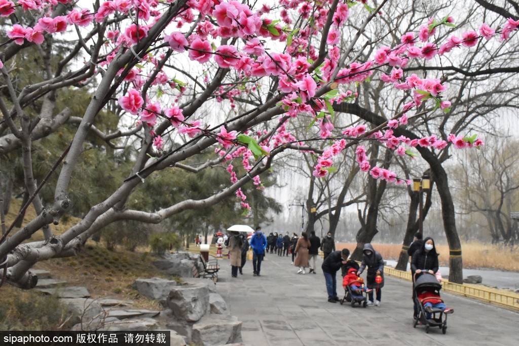 圆明园景区桃花“朵朵开”