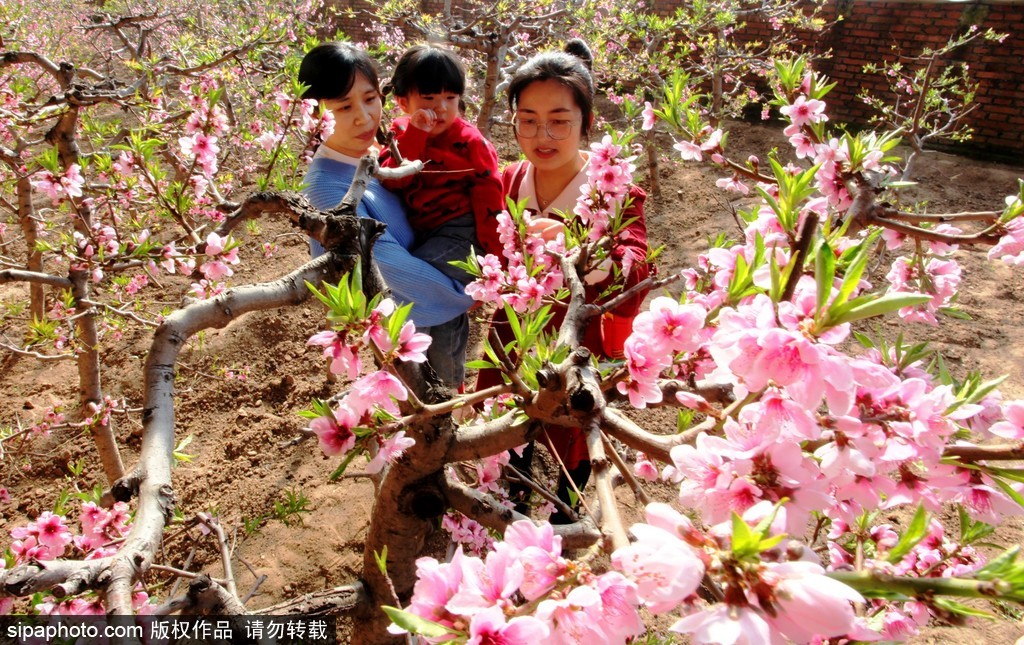 宣化：雨水时节桃花艳