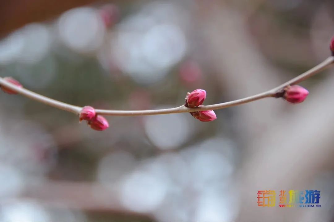 团结湖的山桃花娇艳动人